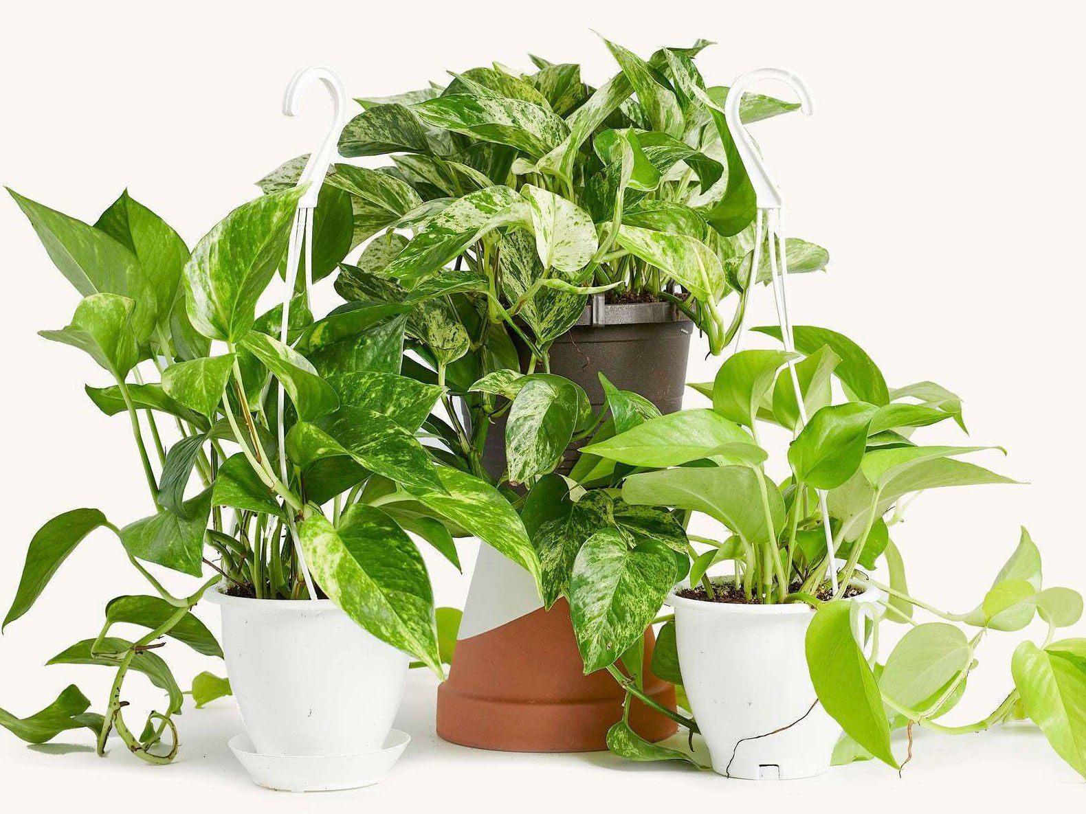 The pandemic’s gardening boom shows how gardens can cultivate public health | Home & Garden 5 Pothos plants